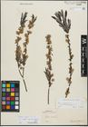Foto von Salix repens subsp. incubacea (L.) A. Neumann